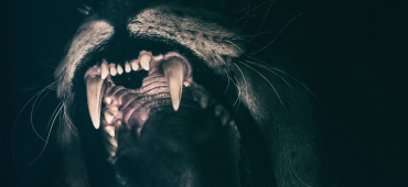 Multiple Sklerose Löwe